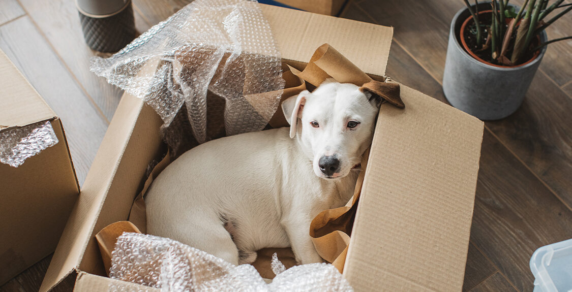 dog-laying-in-box