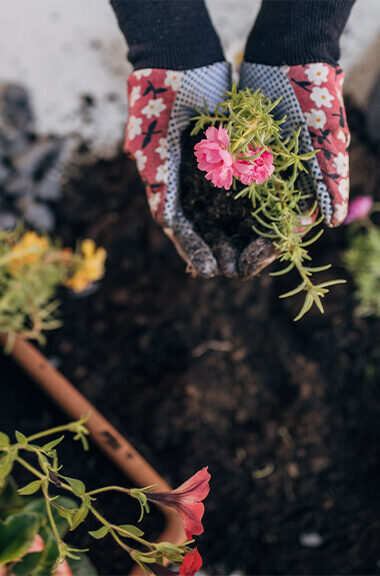 hands in gardening gloves positioned above soil holding a flowered plant